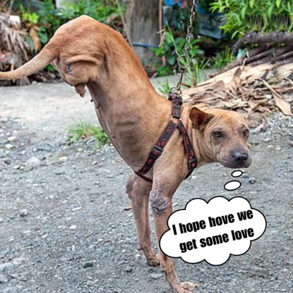 A dog born without back legs is now able to balance on her front legs, displaying perseverance and flexibility, all thanks to her loving owner.dvh