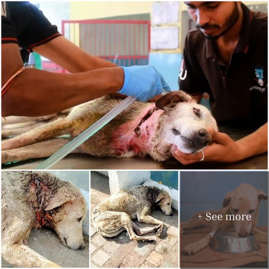 A dog with a neck injury lies down to die, but help is on the way.dvh
