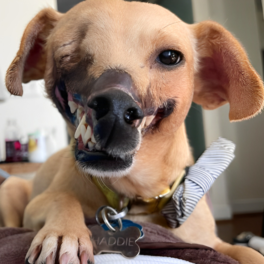 A former fighting bait dog, who lost half her face, becomes unrecognizable after finding a loving home and a new beginning-pvth