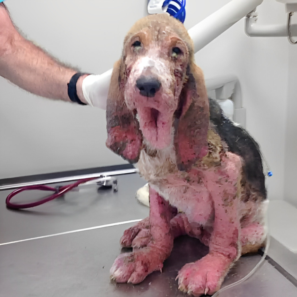 A kind-hearted rescuer discovers a critically ill puppy and, with unwavering care and dedication, brings him back to life-pvth