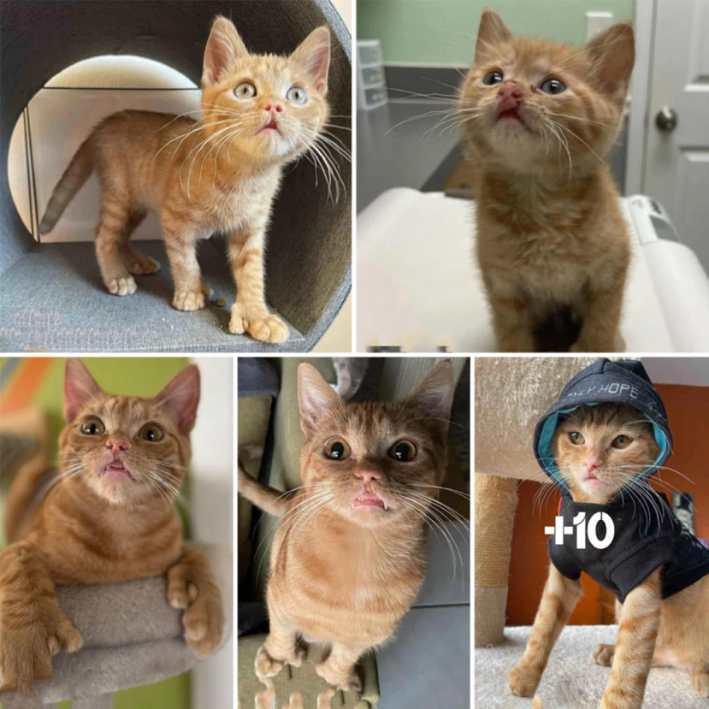 A kitten with a distinctive “Elvis lip” and extra toes instantly steals the heart of its foster mom, capturing her affection at first sight-pvth