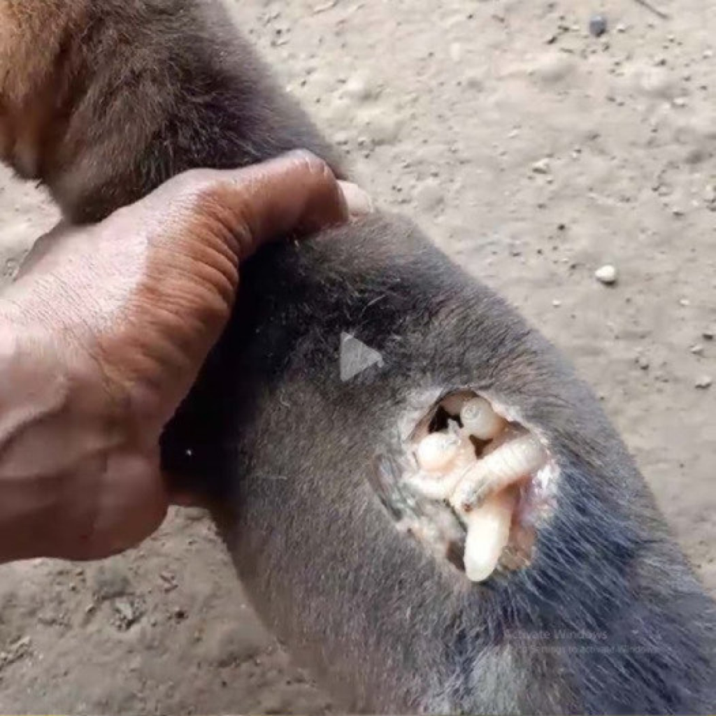 A pesar del sufrimiento, el perro demostró resiliencia al soportar los constantes ataques del parásito.dvh