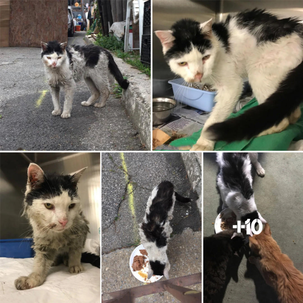 A skinny, grime-covered feline limps toward a woman, desperately seeking help and compassion-pvth