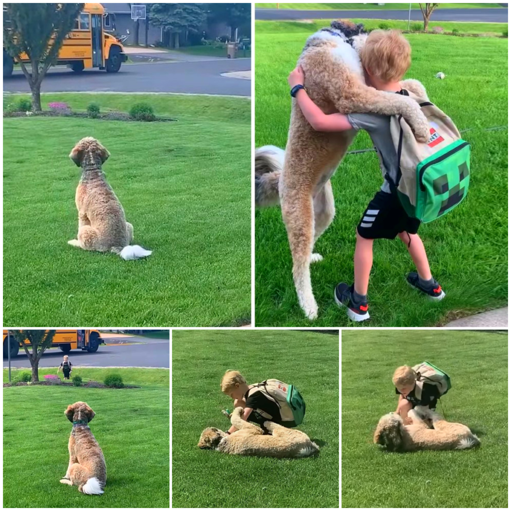 As the School Bus Arrives, an Excited Dog Awaits, Ready to Shower Returning Individuals with Affectionate Hugs.thaolv