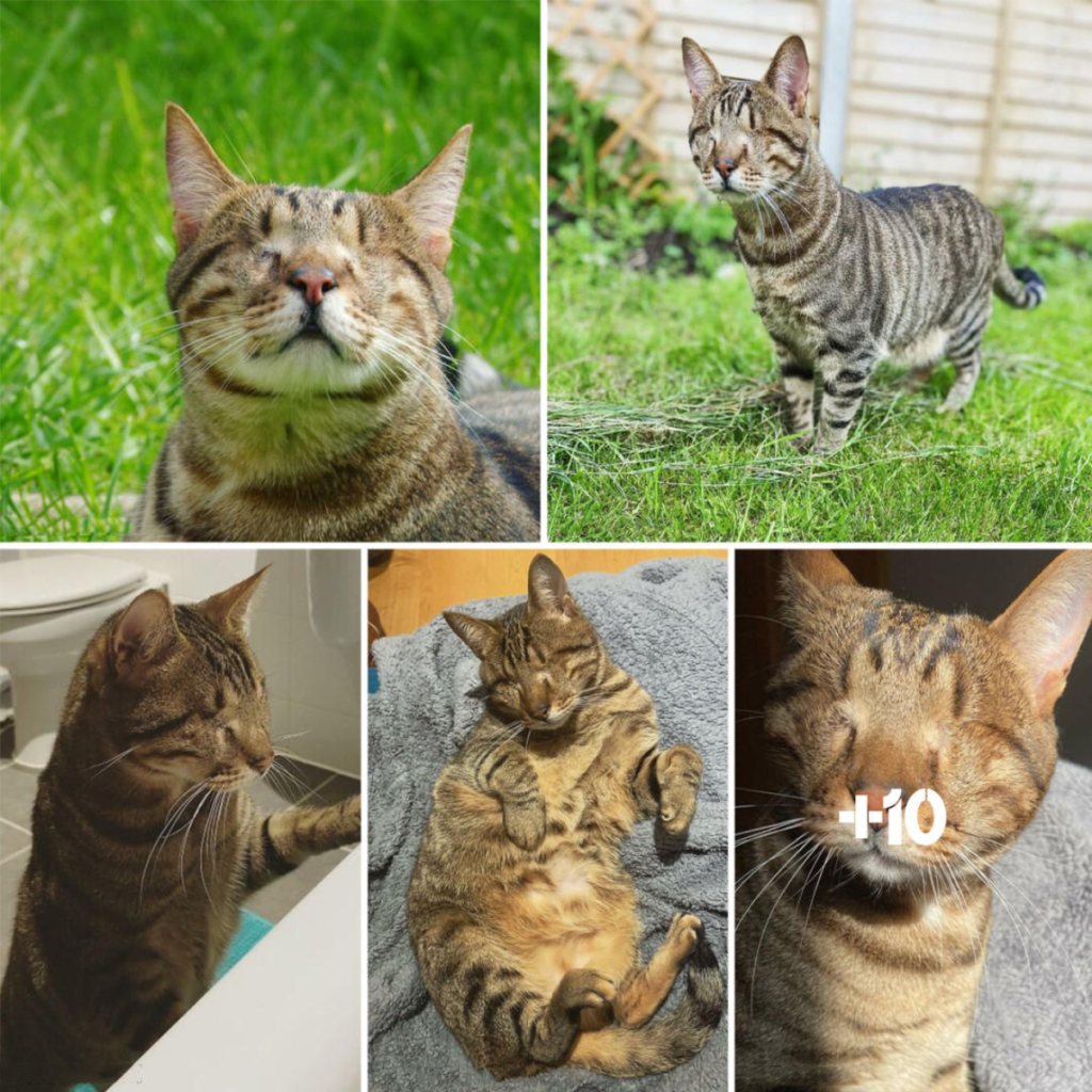 Blind Love: Greek Feline Finds Warmth in a London Home and Captures Hearts on TikTok-pvth