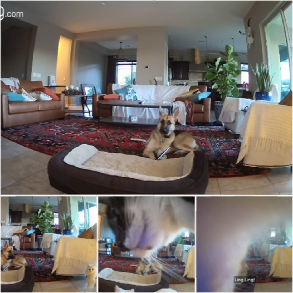 Dog Got Caught Chewing a Picture Frame, But What His Cat Sibling Did Next Will Surprise You!-dtht