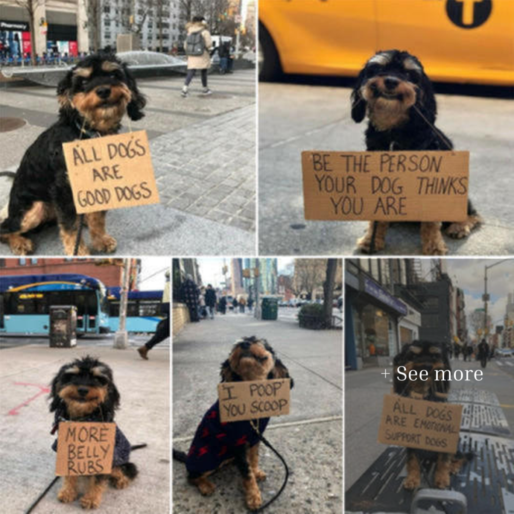 El famoso perro revela sus secretos internos sobre las mejores formas de cuidar a sus compañeros caninos.dvh