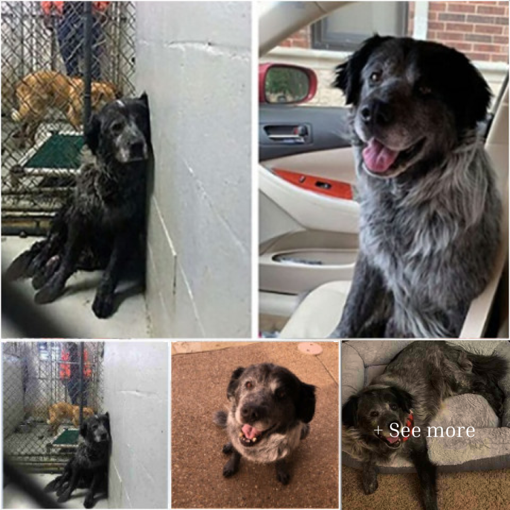 Heartbroken Man Discovers a Puppy Left to Survive Alone in Extreme Conditions—What Happens Next Will Surprise You!-dtht