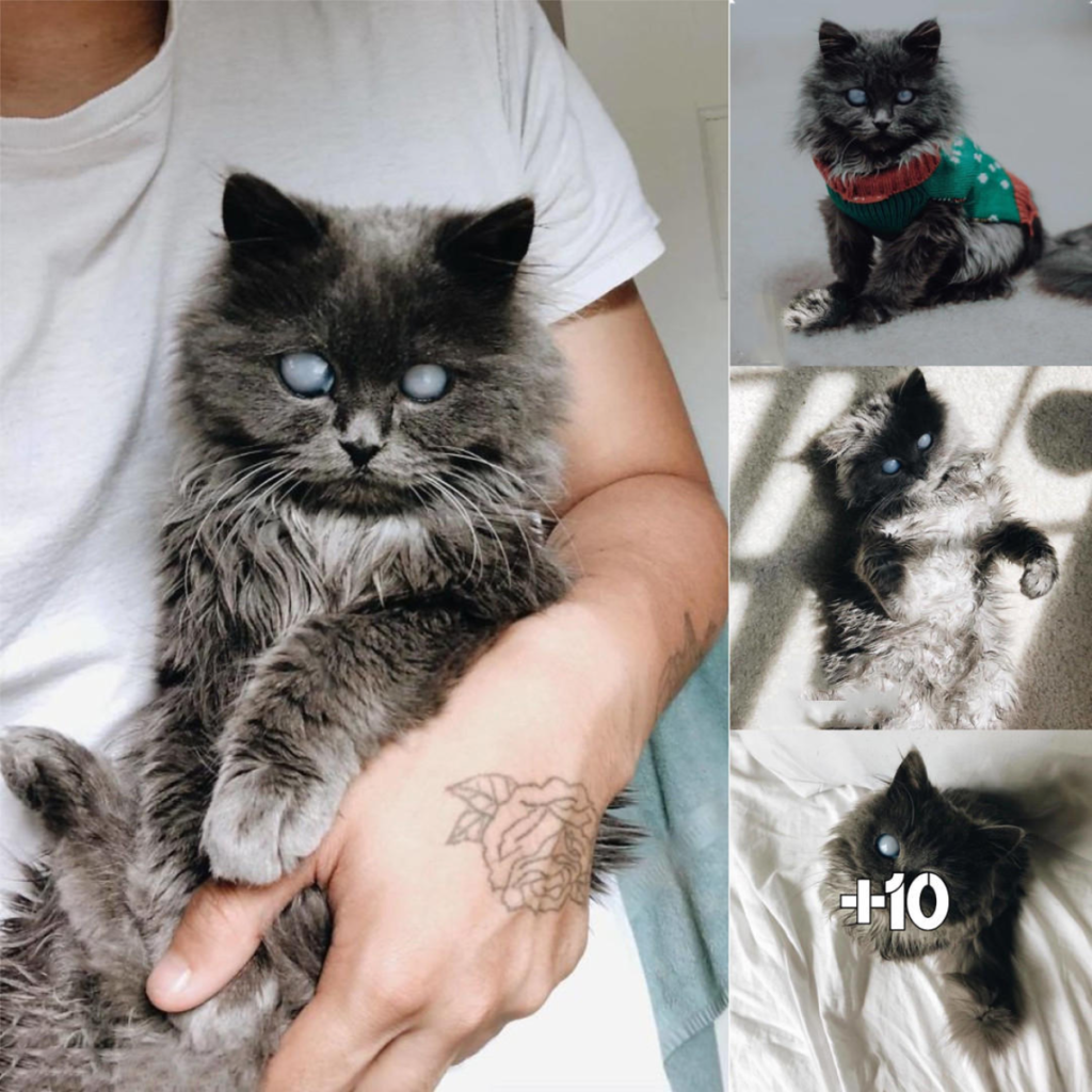 Meet Merlin: The Twitter Sensation with His Water-Bottle-Sized Charm and Stunning Beauty at Just 2 Years Old-pvth