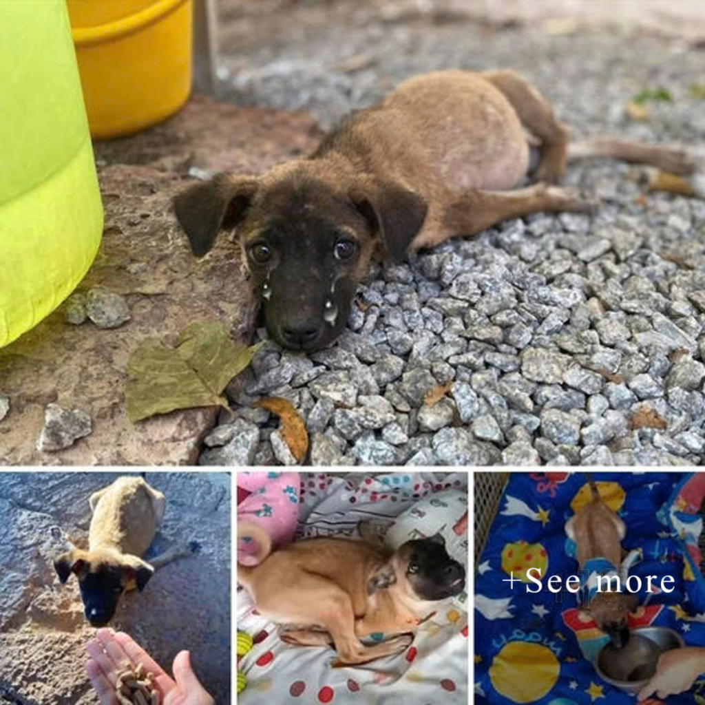 The disabled puppy reached the front door, whimpering and crying for help.dvh