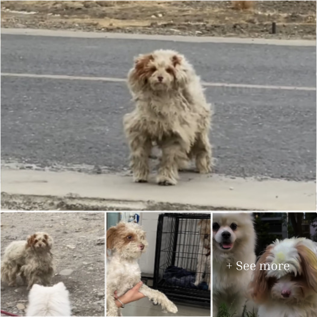 Traveler Discovers a Severely Matted Dog Struggling to Survive Alongside a Busy Highway—What Happens Next Will Surprise You.-dtht