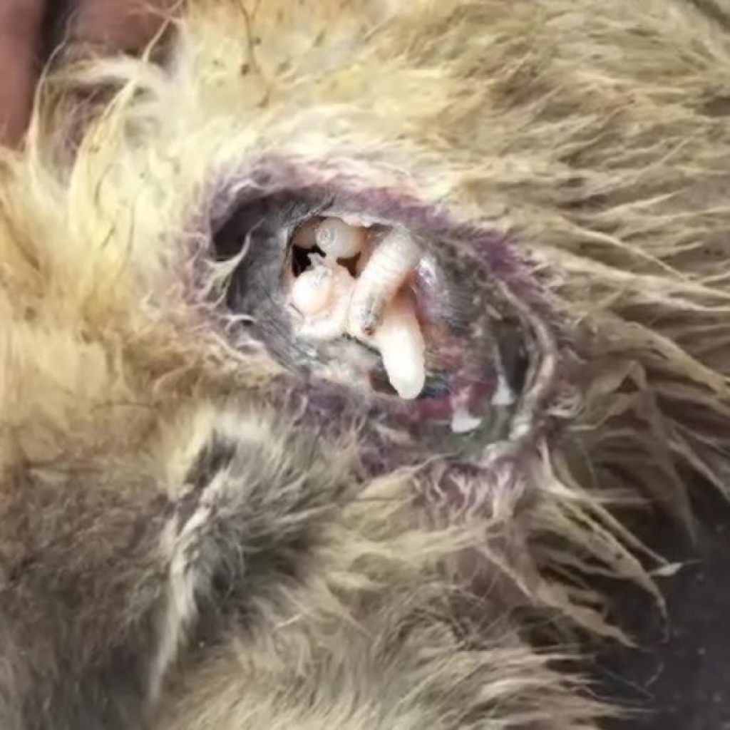 Un perro callejero solitario se enfrenta a los desafíos de las pulgas y encuentra consuelo, recuperando su fuerza.dvh