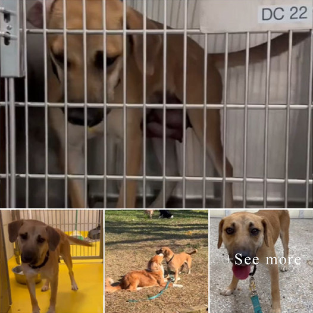 Mama dog is sad when she realizes all her puppies have been adopted, but she still hasn’t found a home.dvh