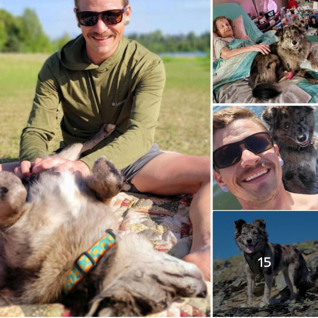 A Dog’s Heartwarming Visits That Lift the Spirits of a Lonely Elderly Woman.-dtht