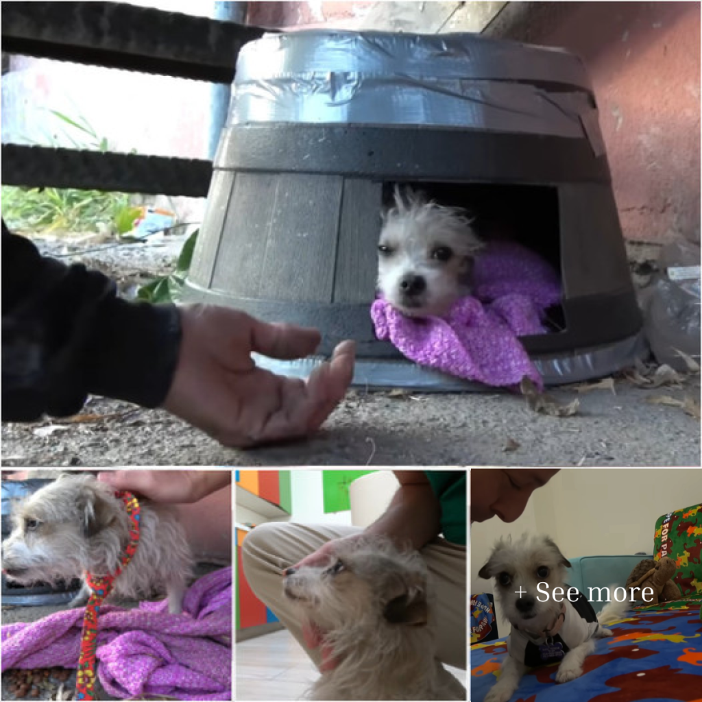 A Kind Stranger Found a Severely Injured Dog and Stayed by Her Side, Leading to a Heartwarming Rescue You Won’t Want to Miss.-dtht