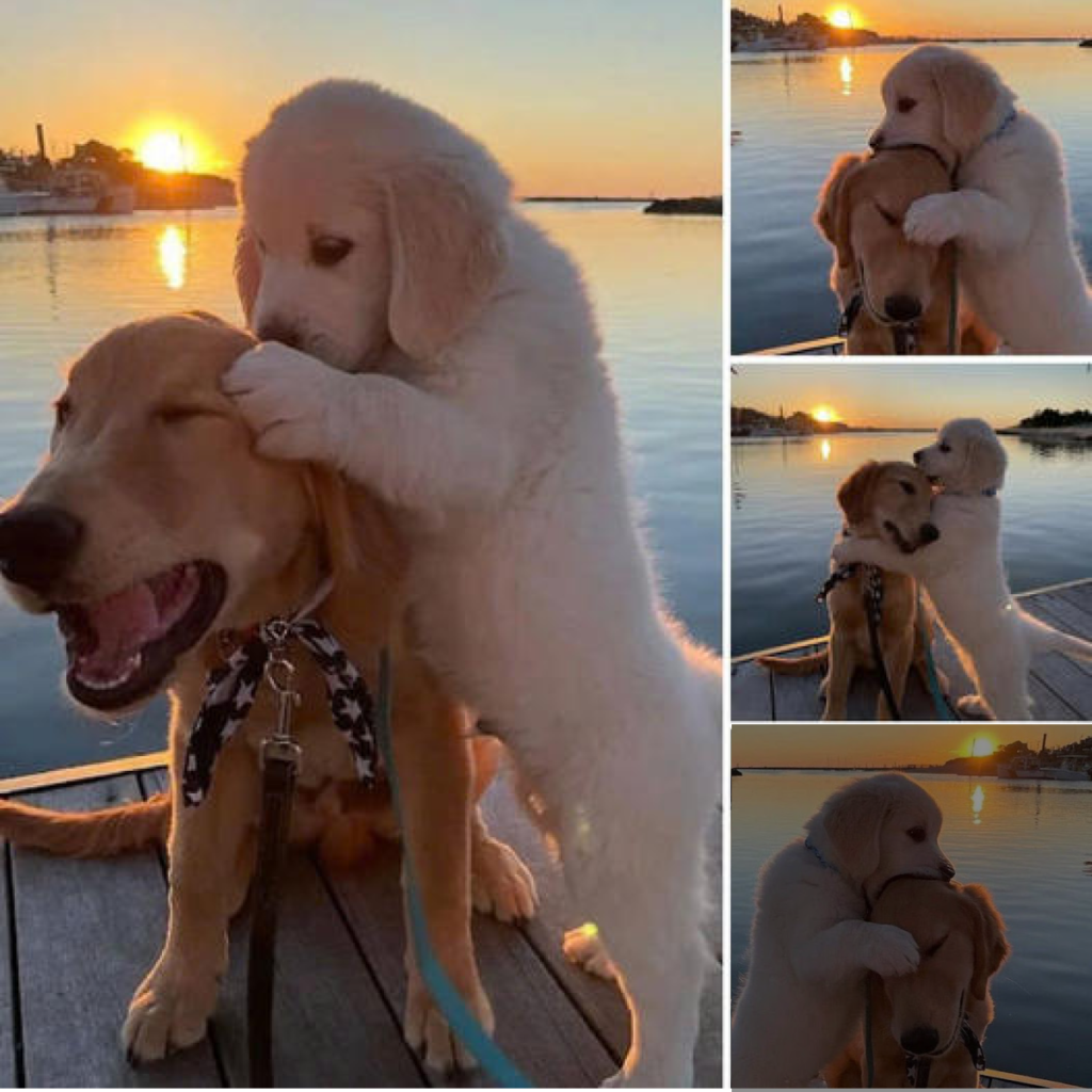 A Loyal Dog Finds Comfort in His Friend’s Arms After a Soft Reprimand.-dtht