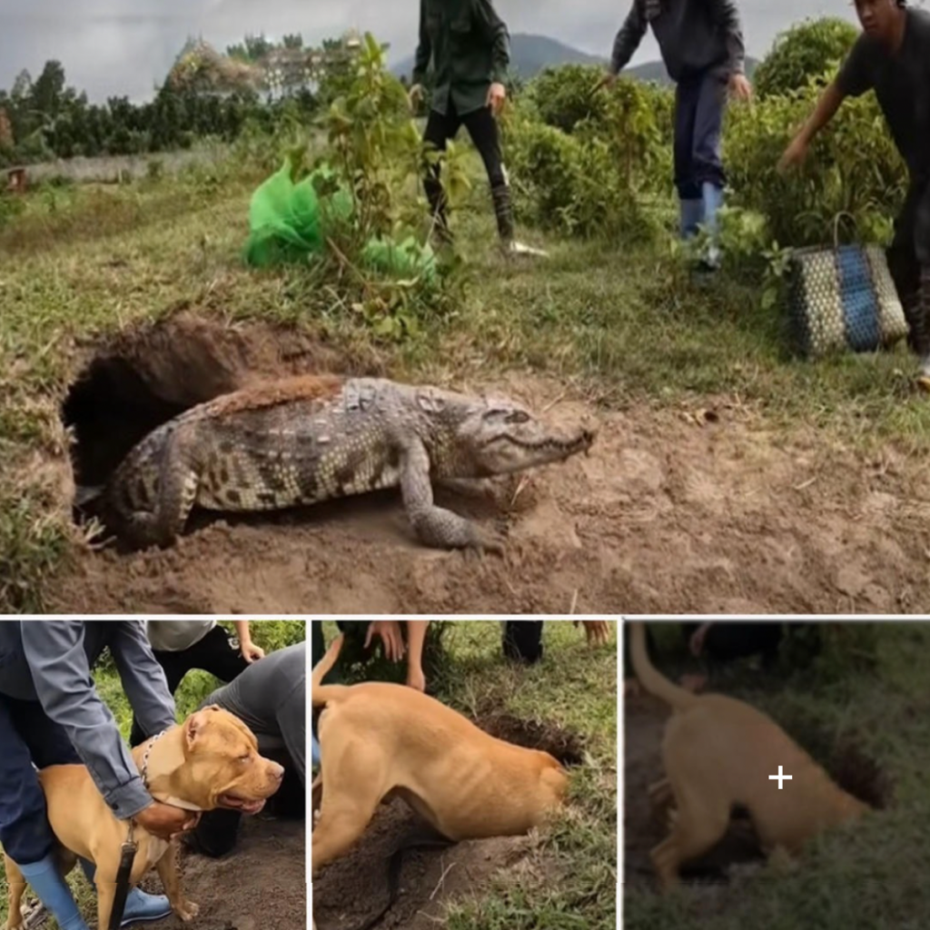 A Thrilling Showdown Between a Fearless Detection Dog and a Giant Crocodile Ends in a Stunning Twist-pvth