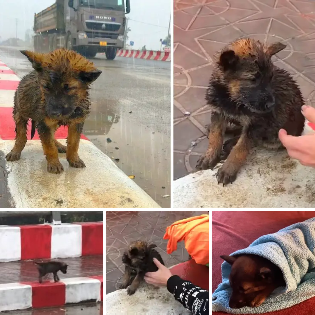 A desolate puppy, abandoned on the highway, braves the freezing, relentless rain, pleading for rescue in a heart-wrenching scene.thaolv
