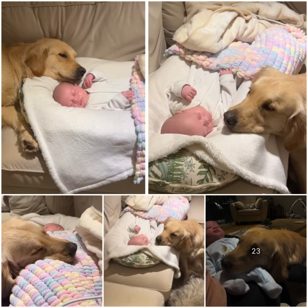 A gentle golden retriever instantly falls in love with a newborn baby, forming an unbreakable bond and never leaving the baby's side-pvth