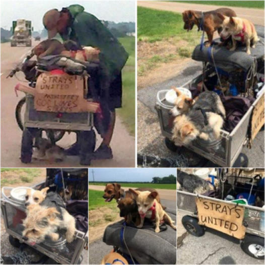 A homeless man's life takes a surprising turn as he becomes an unexpected hero for stray dogs, turning his own struggles into a heartfelt mission to rescue the forgotten -ltbl