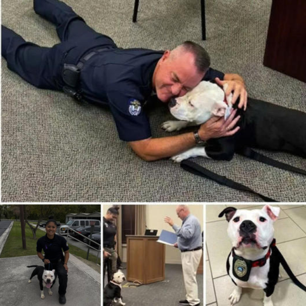 A stray dog strolls into a police station one day and unexpectedly finds a forever home -ltbl