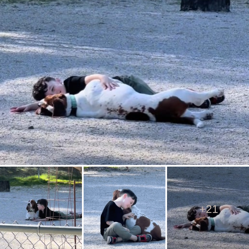 A toddler and a gentle Basset Hound form a heartwarming friendship at the local dog park, delighting everyone with their playful antics and shared affectionn.thaolv
