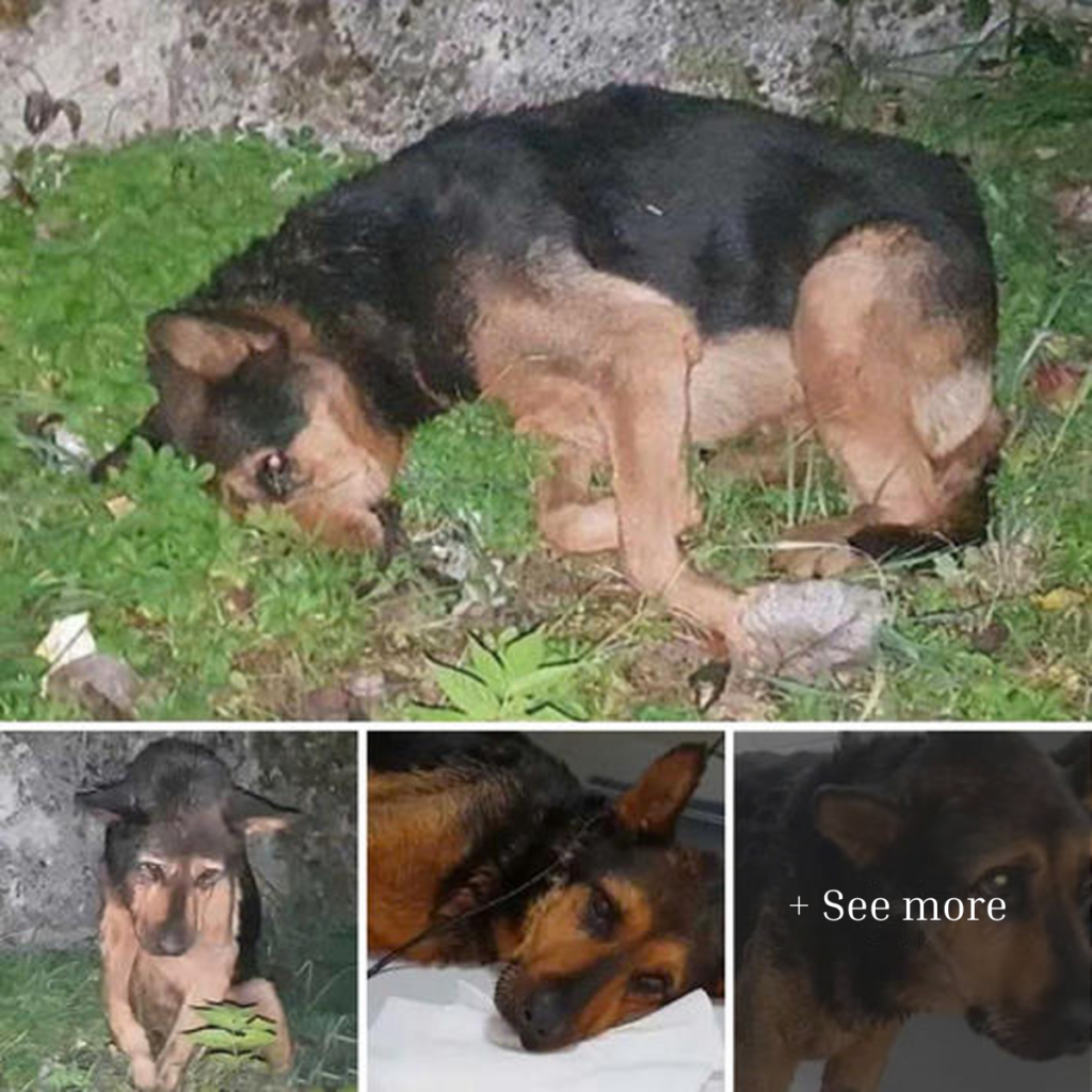 Abandoned, shattered by the impact, lying on the ground, unable to move, alone, waiting for the arrival of help and the relief from pain.dvh