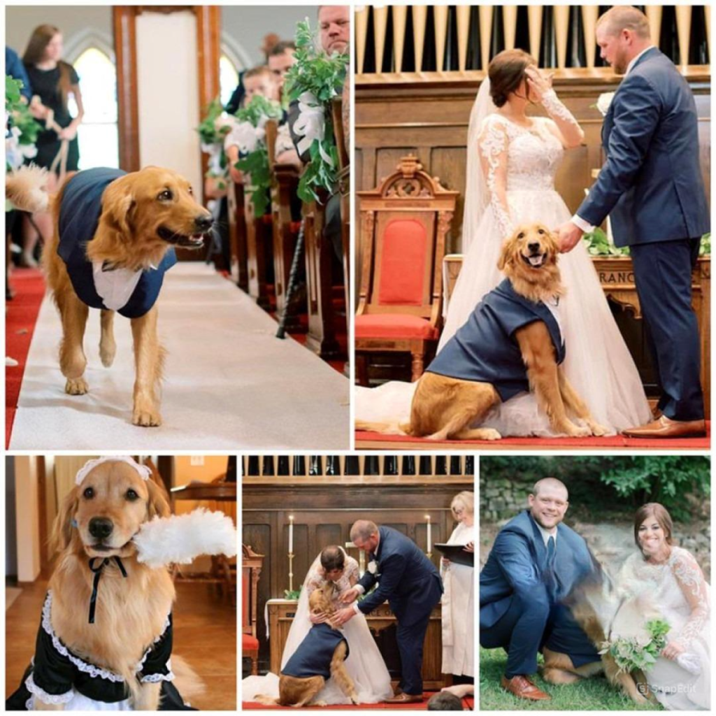 After three years apart, the loyal dog’s emotional arrival at its owner's wedding reunion brought tears to everyone’s eyes