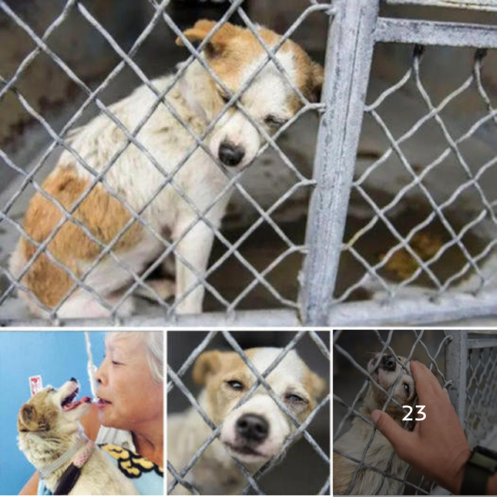 An abandoned soul at the shelter waits, hoping you'll be the one to bring it love.-dtht