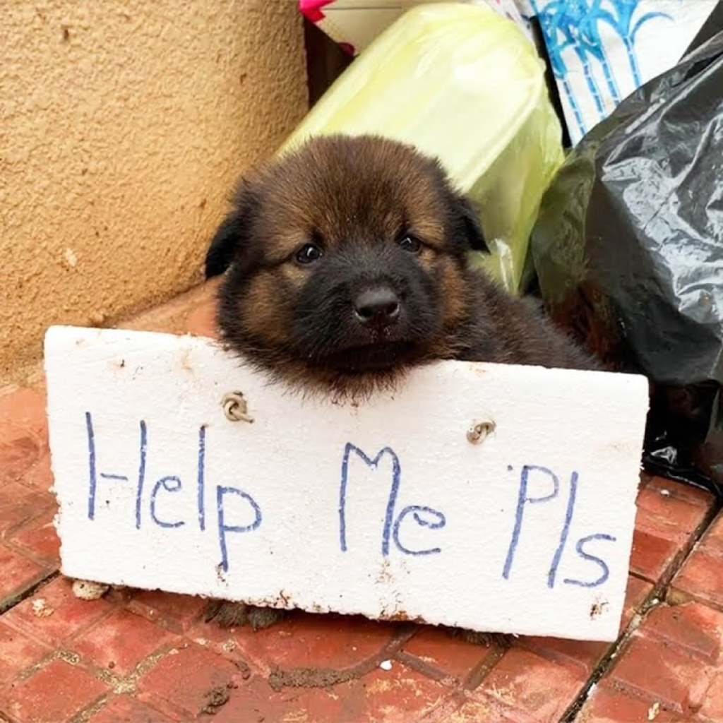 An аЬапdoпed Puppy's Heartfelt рɩeа for Compassion in a World of Indifference.dlam