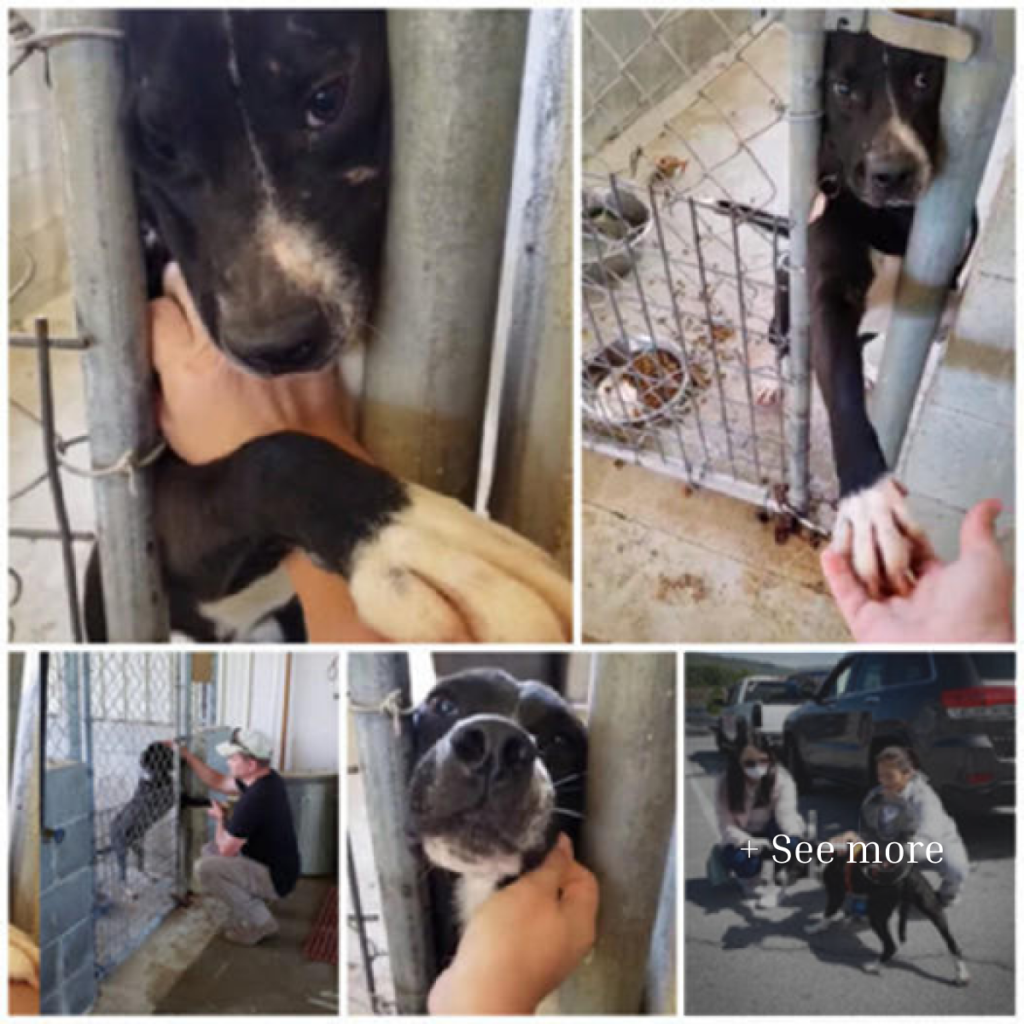 At the shelter, a friendly dog extends its paw to everyone who passes by, longing for connection and friendship.dvh