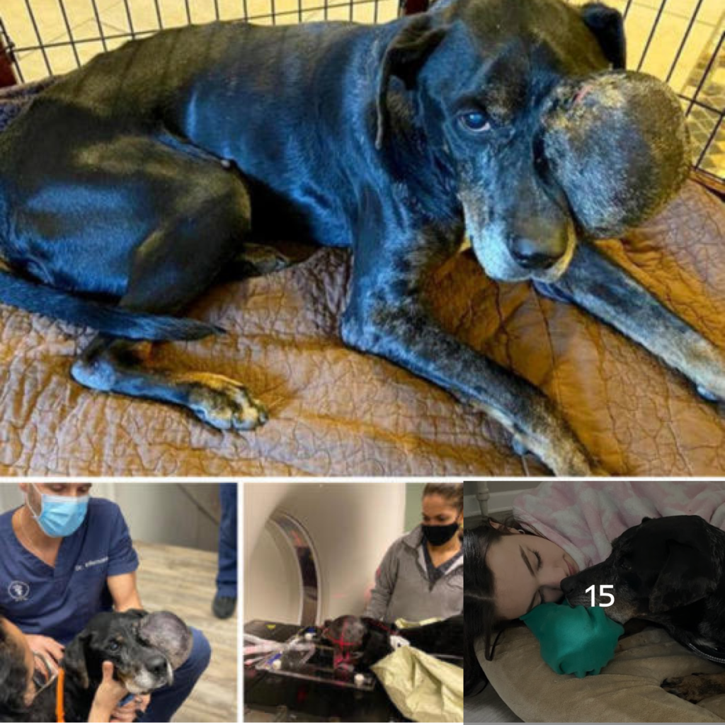De la Lucha a la Felicidad: La Transformación de un Perro Rescatado, de un Tumor a una Vida Llena de Amor y Paz.-dtht