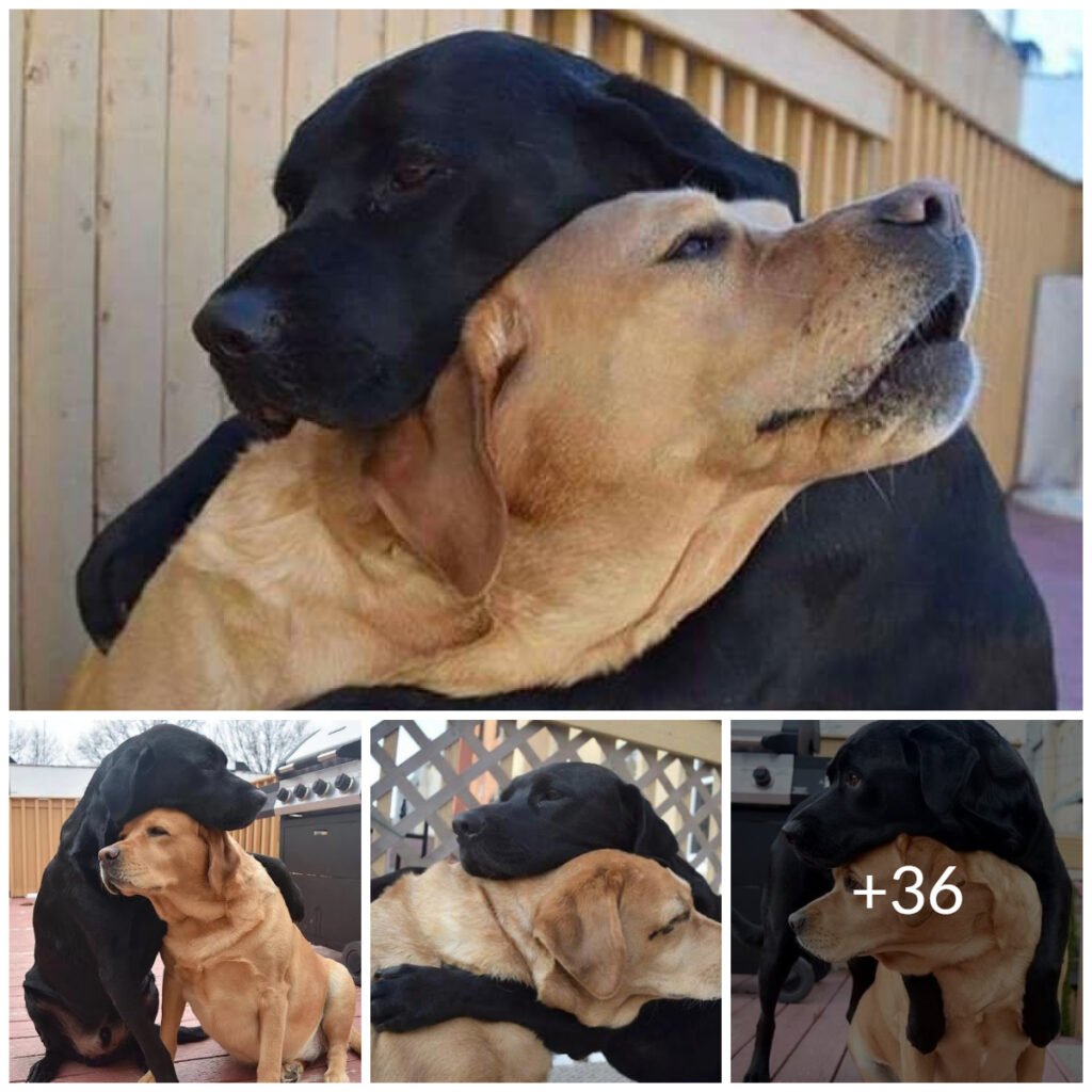 Dogs Reunite After Months Apart, Moving Onlookers to teагѕ_Dlam