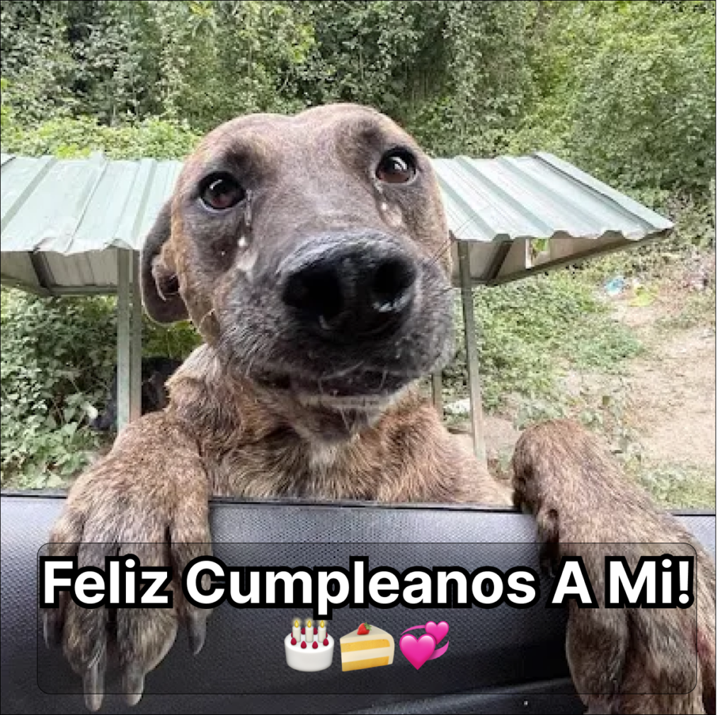 El emotivo momento en el que rescaté a una perra embarazada desesperada y desnutrida que, con lágrimas en sus ojos, saltó a mi coche suplicando ayuda. dubi