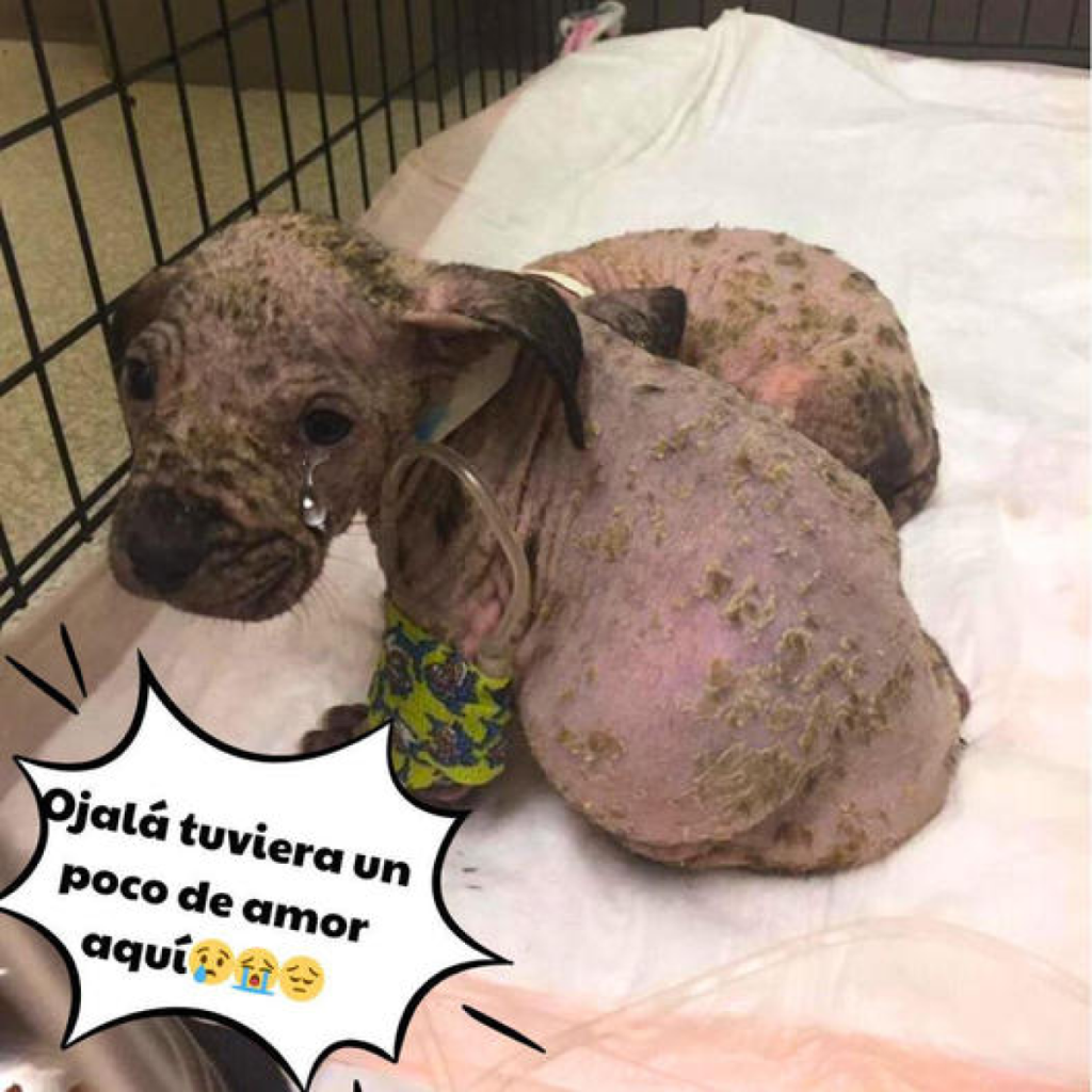 Encuentran unos cachorritos abandonados en una caja en un estado deplorable.dvh