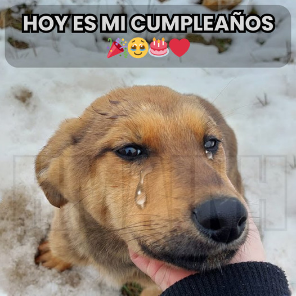 Es mi cumpleaños, pero en lugar de compartir momentos especiales, solo estoy rodeado por el silencio de quienes han olvidado este día.-dtht