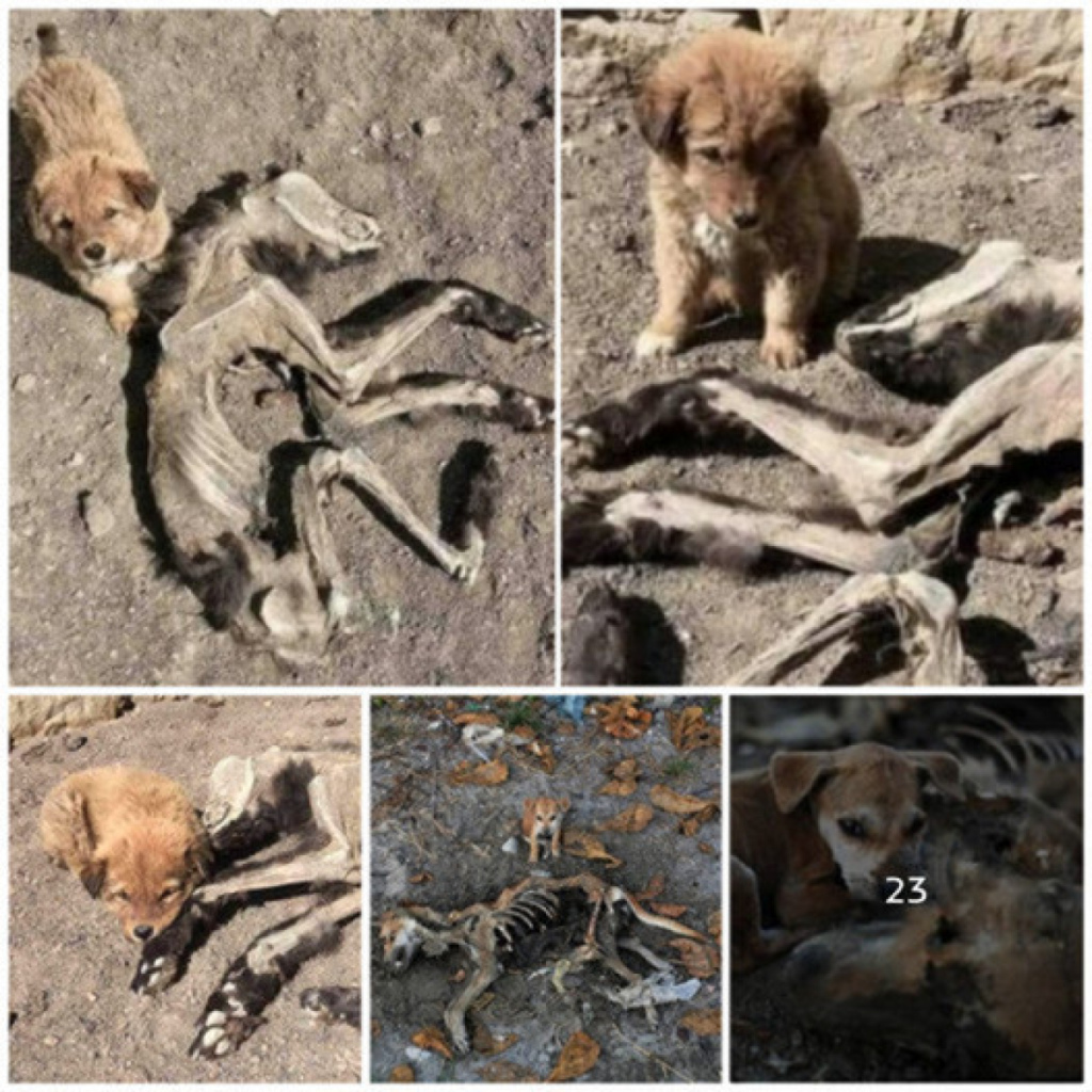 Every day, the orphaned puppy searches for food, unaware that his mother is no longer with him.dvh