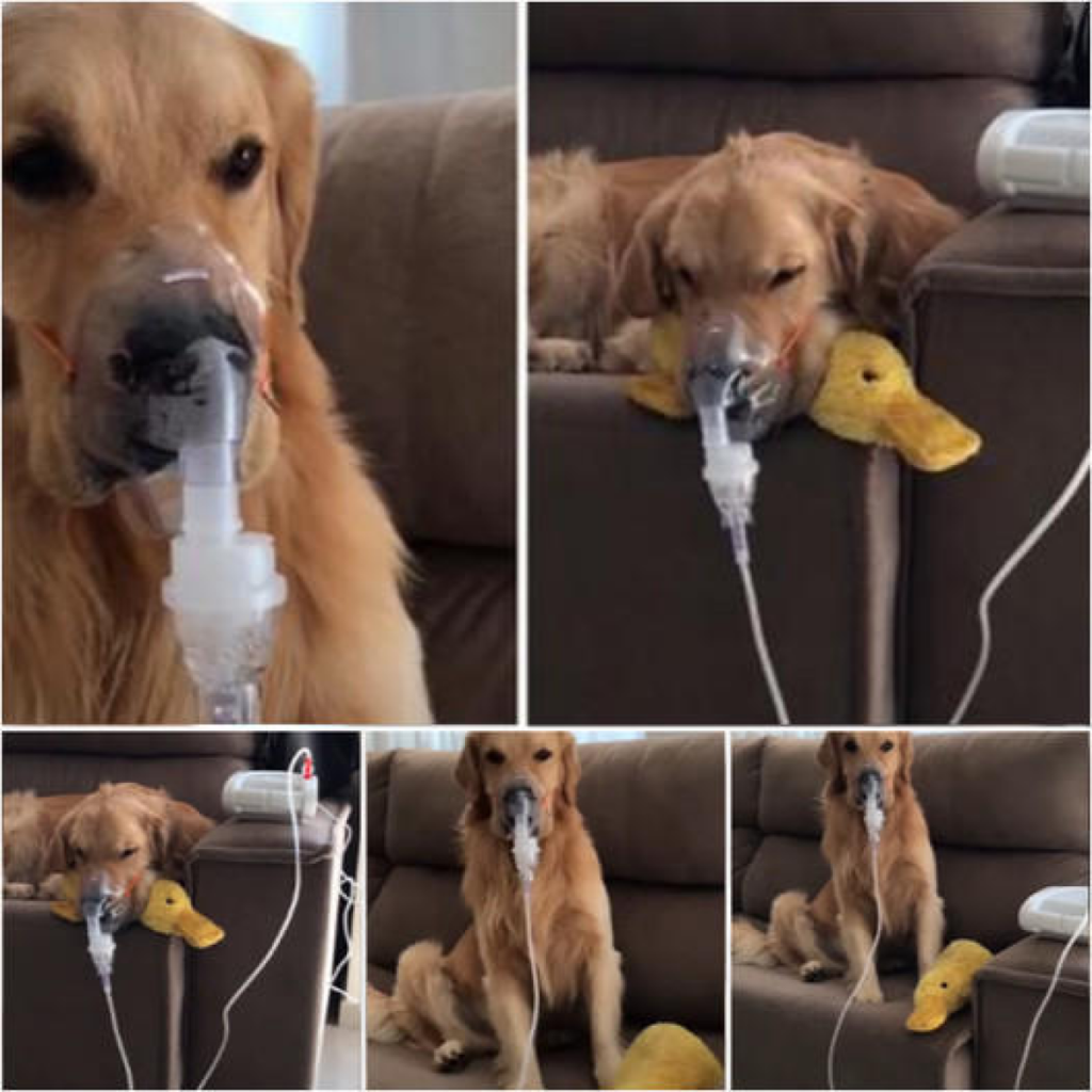 Golden Retriever Cooperates With Nebulizer Treatments So He Can Get Better.dvh