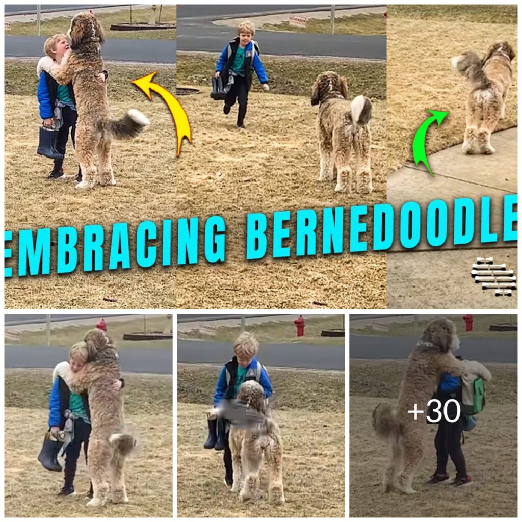 Heartwarming After-School Hugs Between Dog and Child-DLam