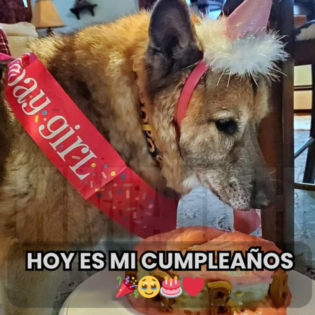Hoy es mi cumpleaños, pero en vez de alegría, solo siento la ausencia de quienes no se han acordado de desearme un feliz día.-dtht