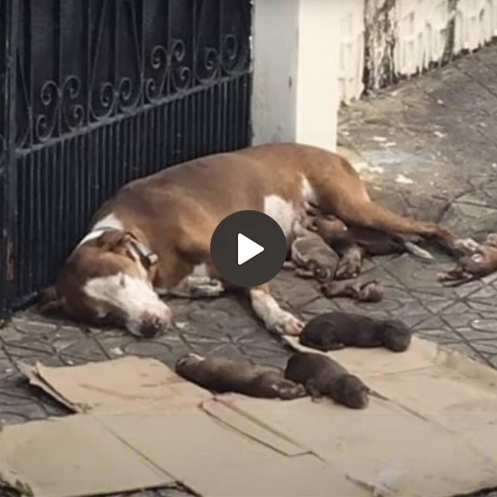 In a profoundly distressing moment, a fatigued mother dog, her energy nearly depleted, tenderly cradles her newborn puppies in the middle of a busy road, desperately searching for help. ‎