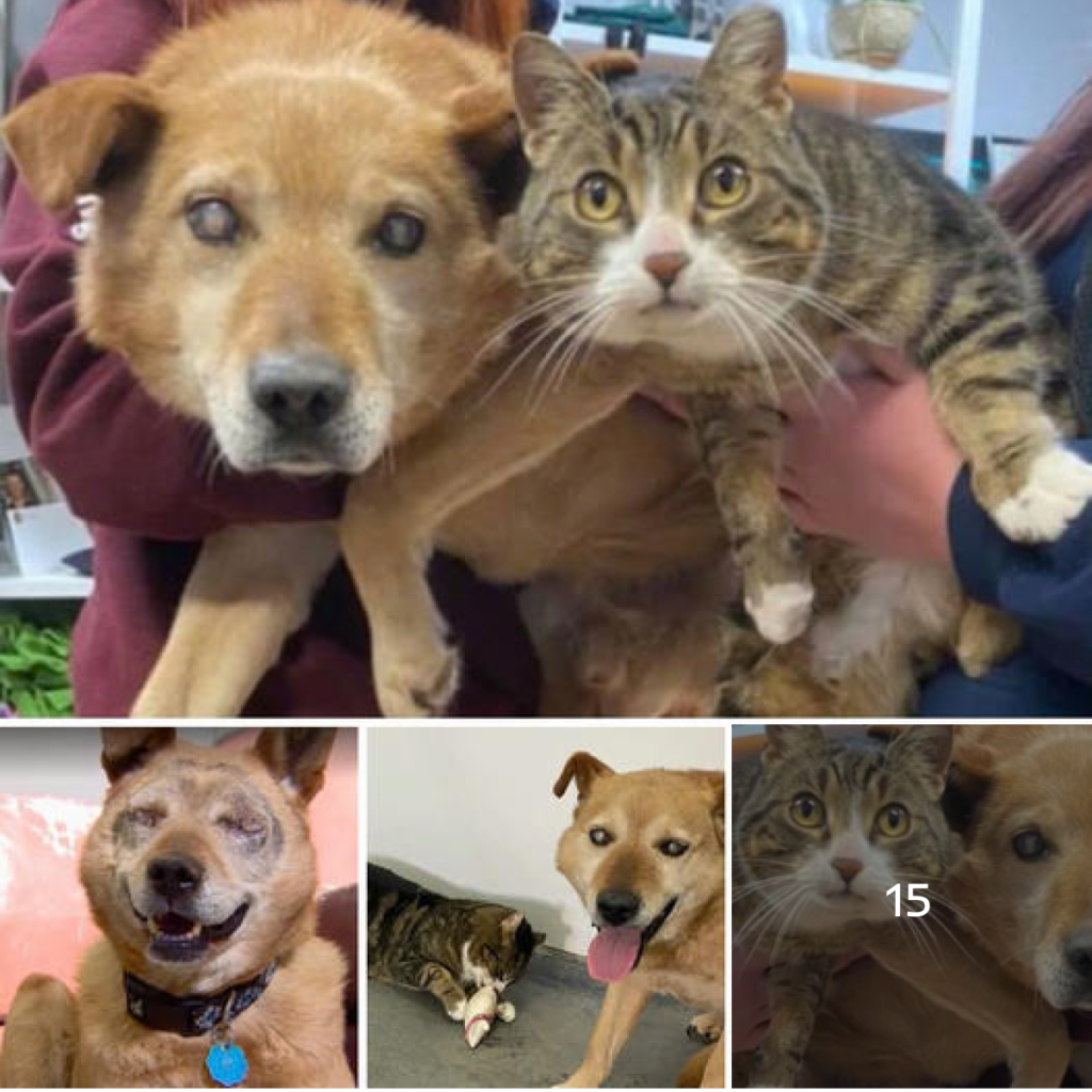 La conexión invisible: La extraordinaria amistad entre un perro ciego y su fiel compañero felino.-dtht