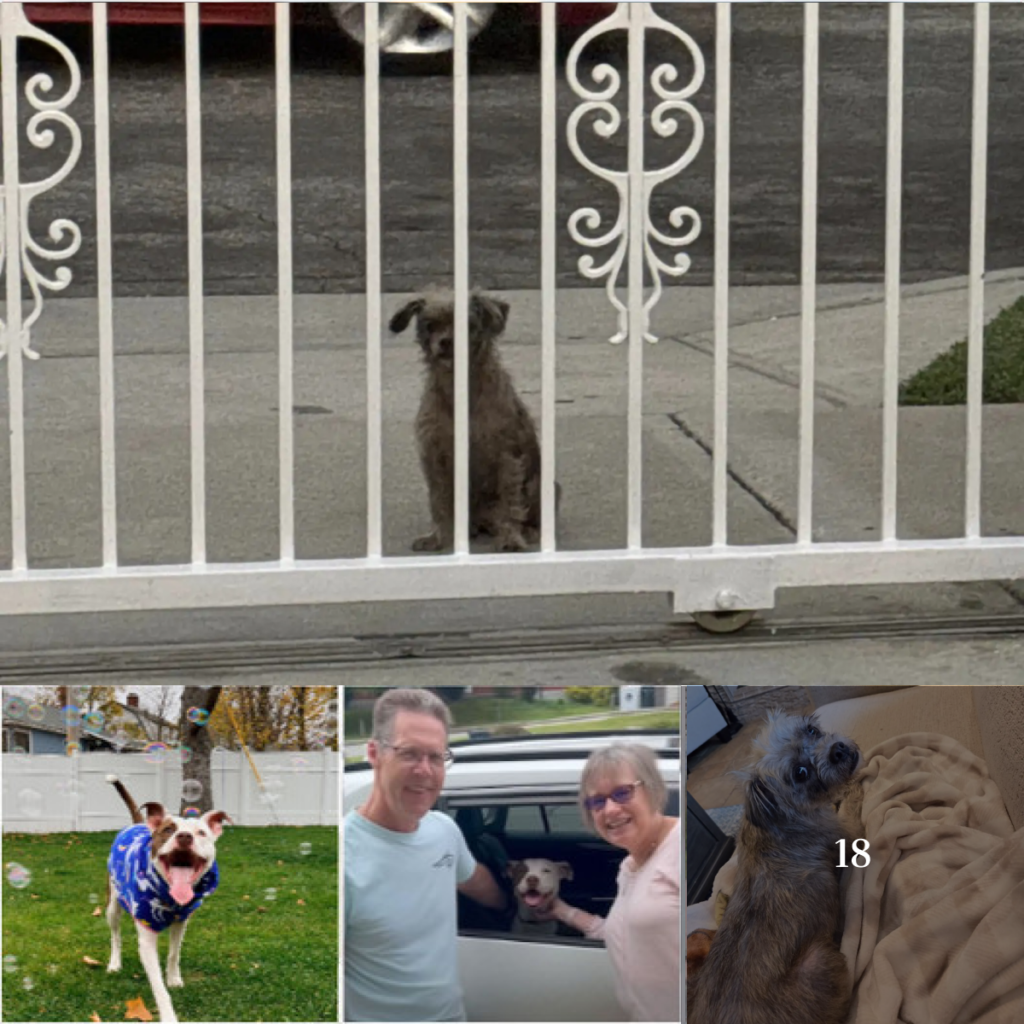 Lonely Stray Dog Gazes Through Neighbor's Gate, Longing for a Place to Belong.-dtht