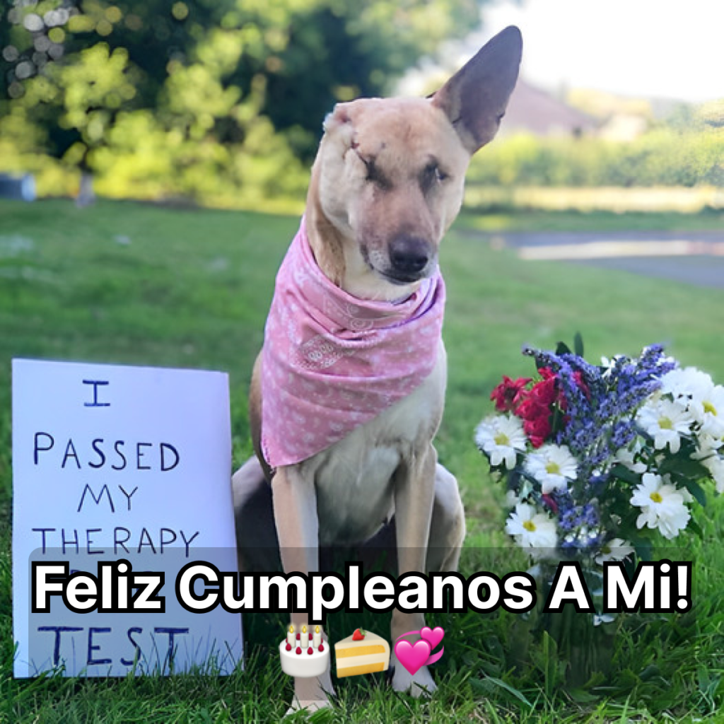 Maggie has made remarkable progress and is now a certified therapy dog!