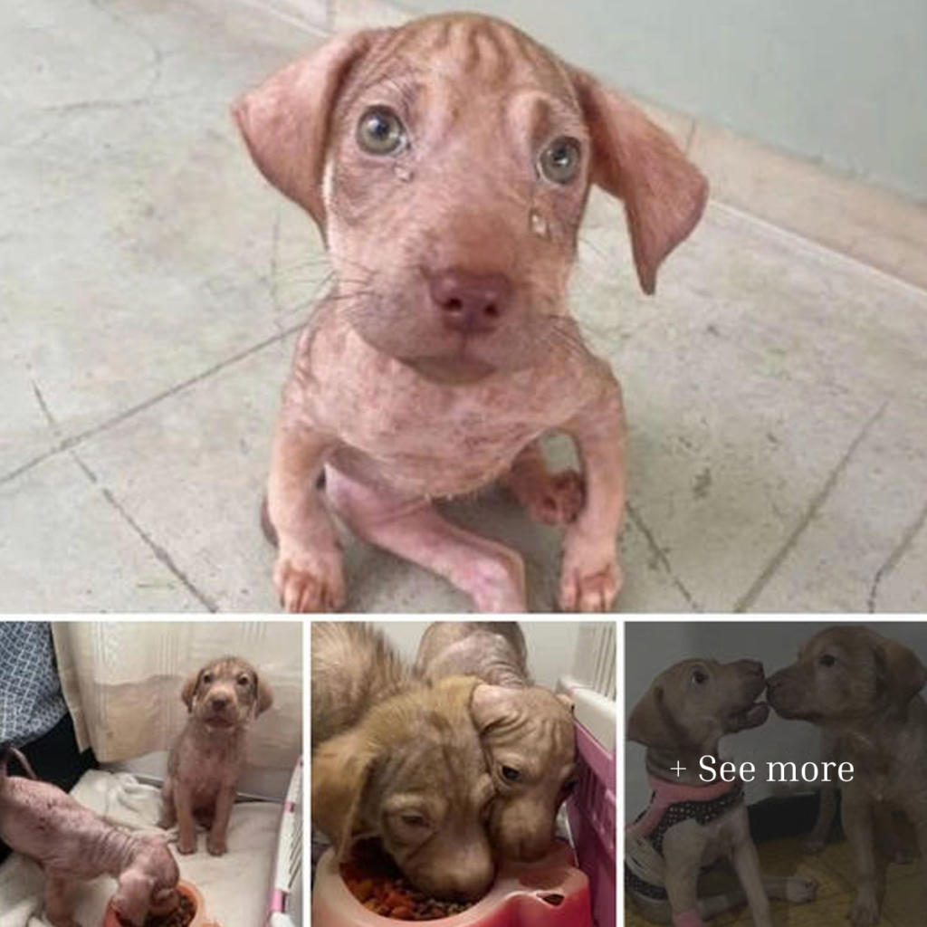 My heart breaks for this disabled dog that desperately needs help. Please, I implore you, let's give it a chance.dvh