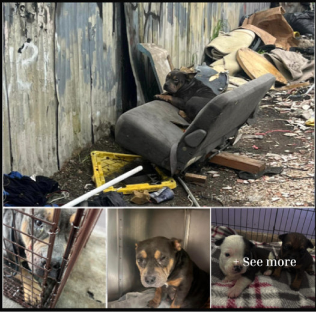 Rescuers Stumbled Upon a Dog in a Trash Pile, But What They Uncovered After Left Everyone Speechless.-dtht