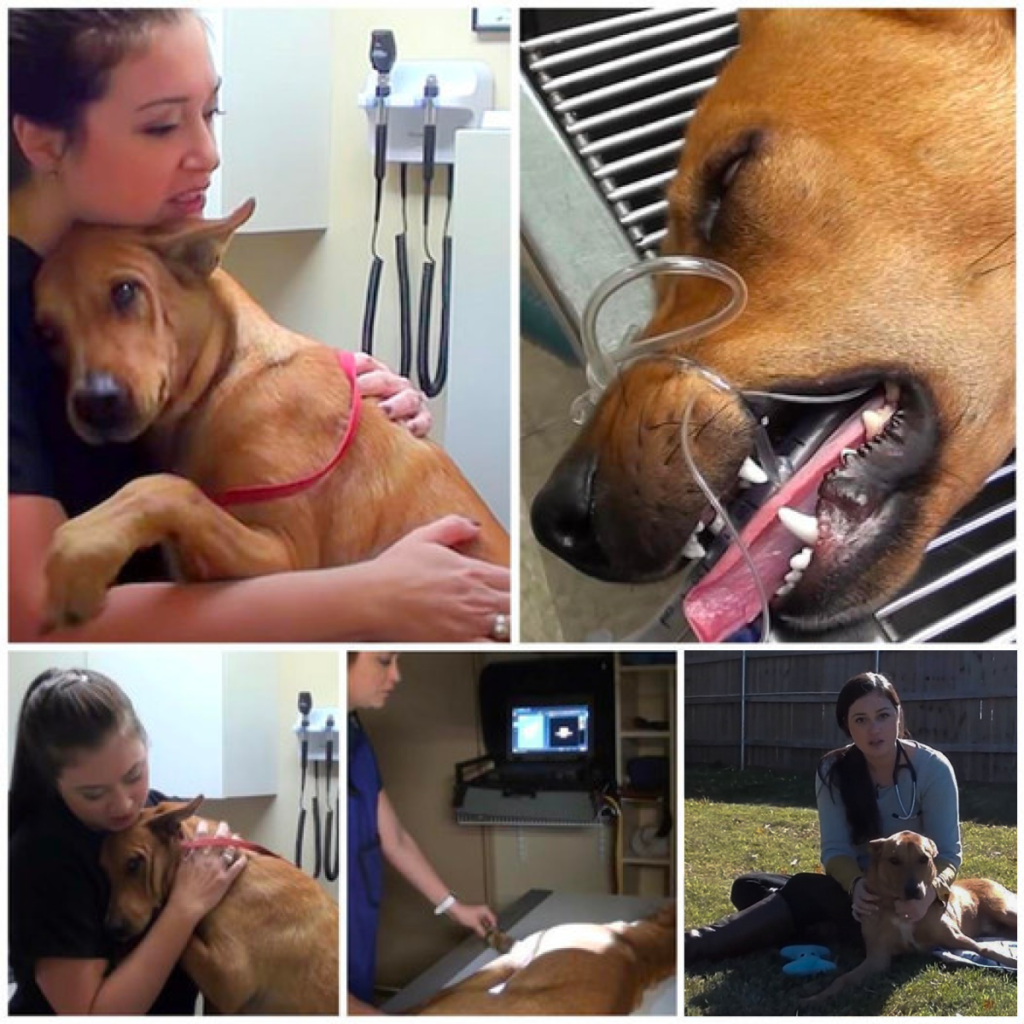 Saved from the brink of euthanasia with only minutes to spare, a dog has gained fame for giving the most heartwarming hugs -ltbl