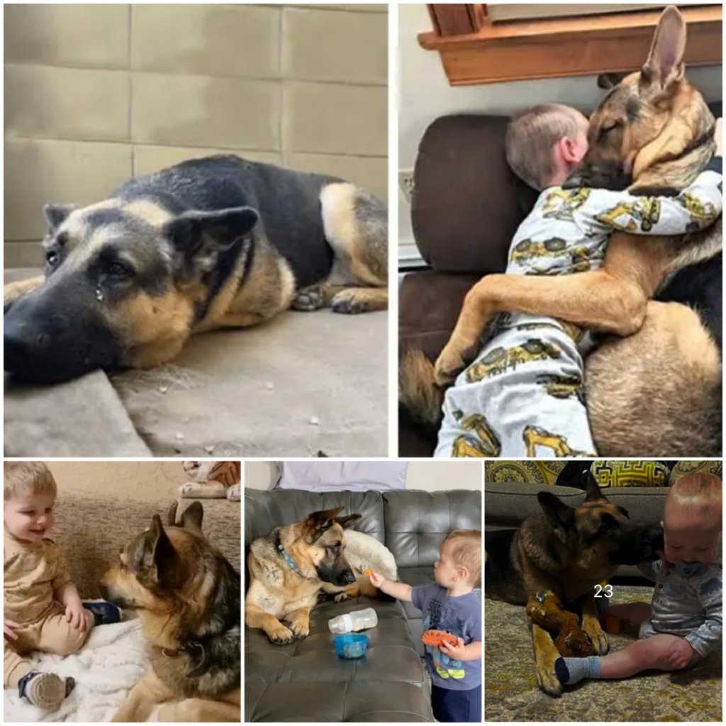 The Heartwarming Journey of a Rescued Dog and Its New Family-pvth