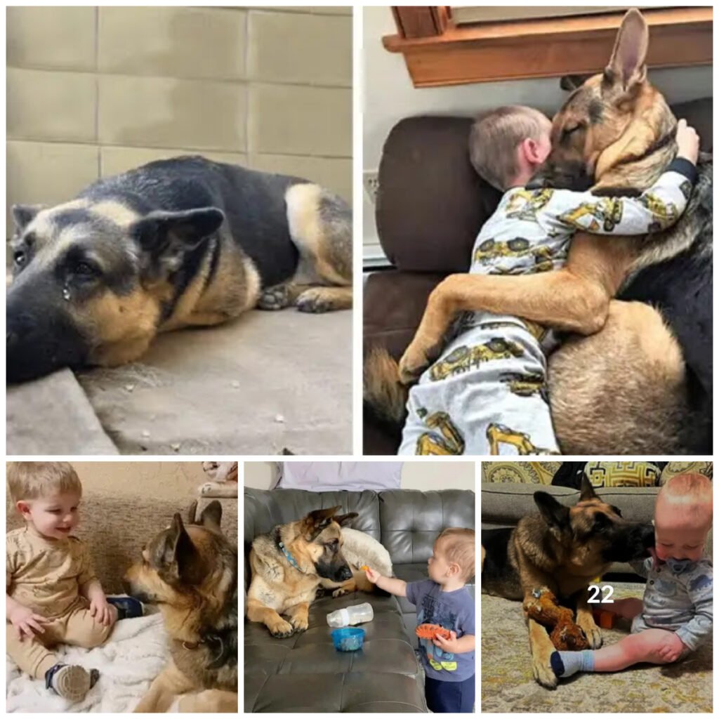 The Inspiring Journey of a Rescued Dog Finding Love in a New Family -ltbl