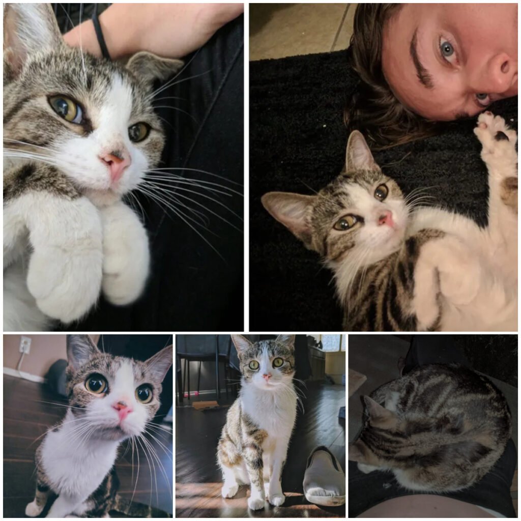 The Story of a Man and the Stray Cat Who Chose Him and Never Left His Side-pvth